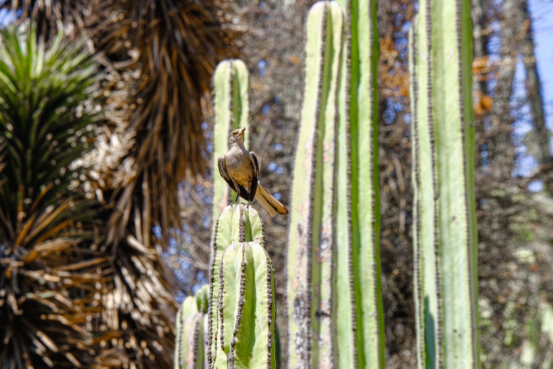 Bird on cactus near Escondido, California.