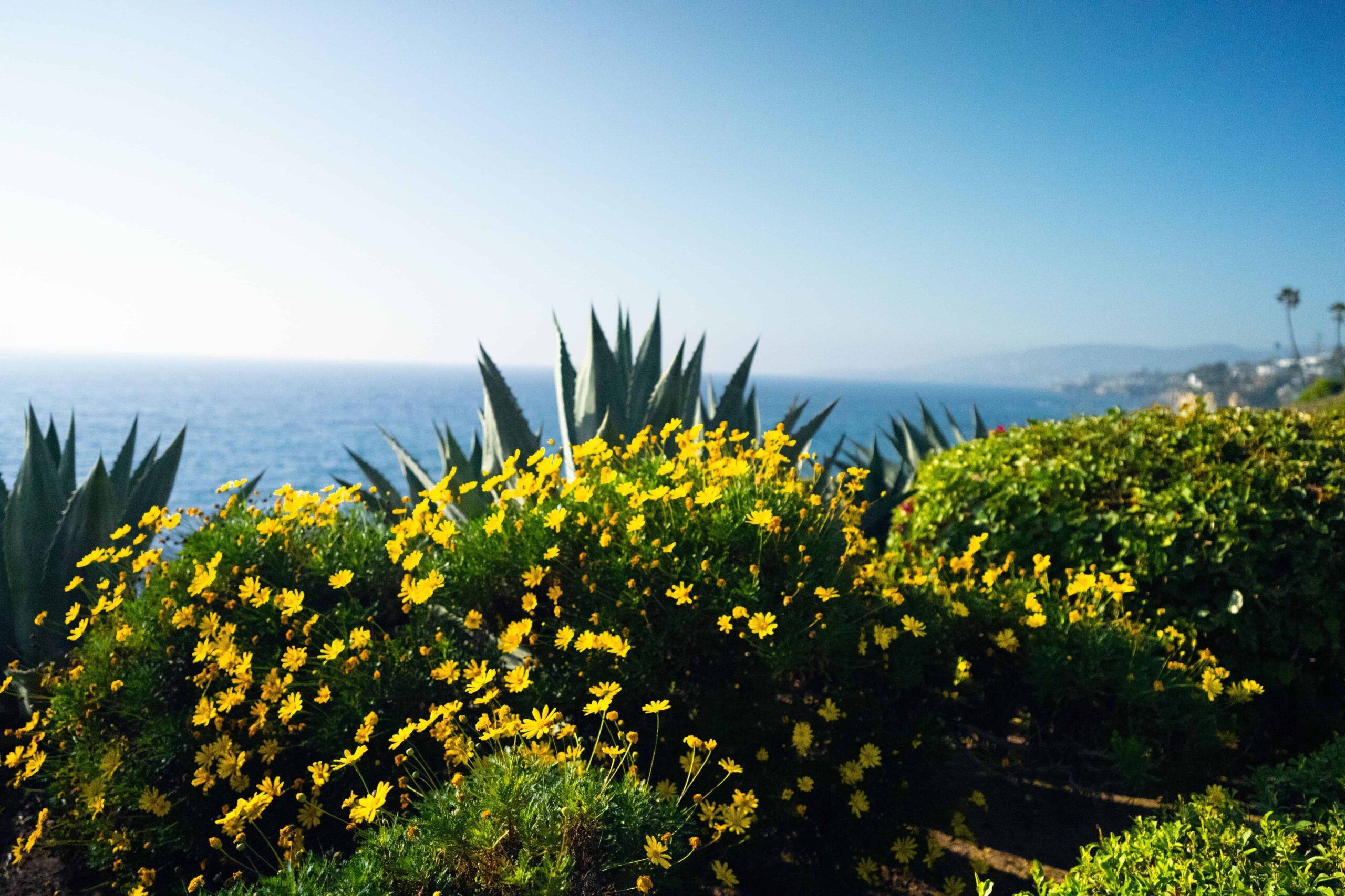 Ocean with flowers and shrubbery in the foreground in Orange, California.