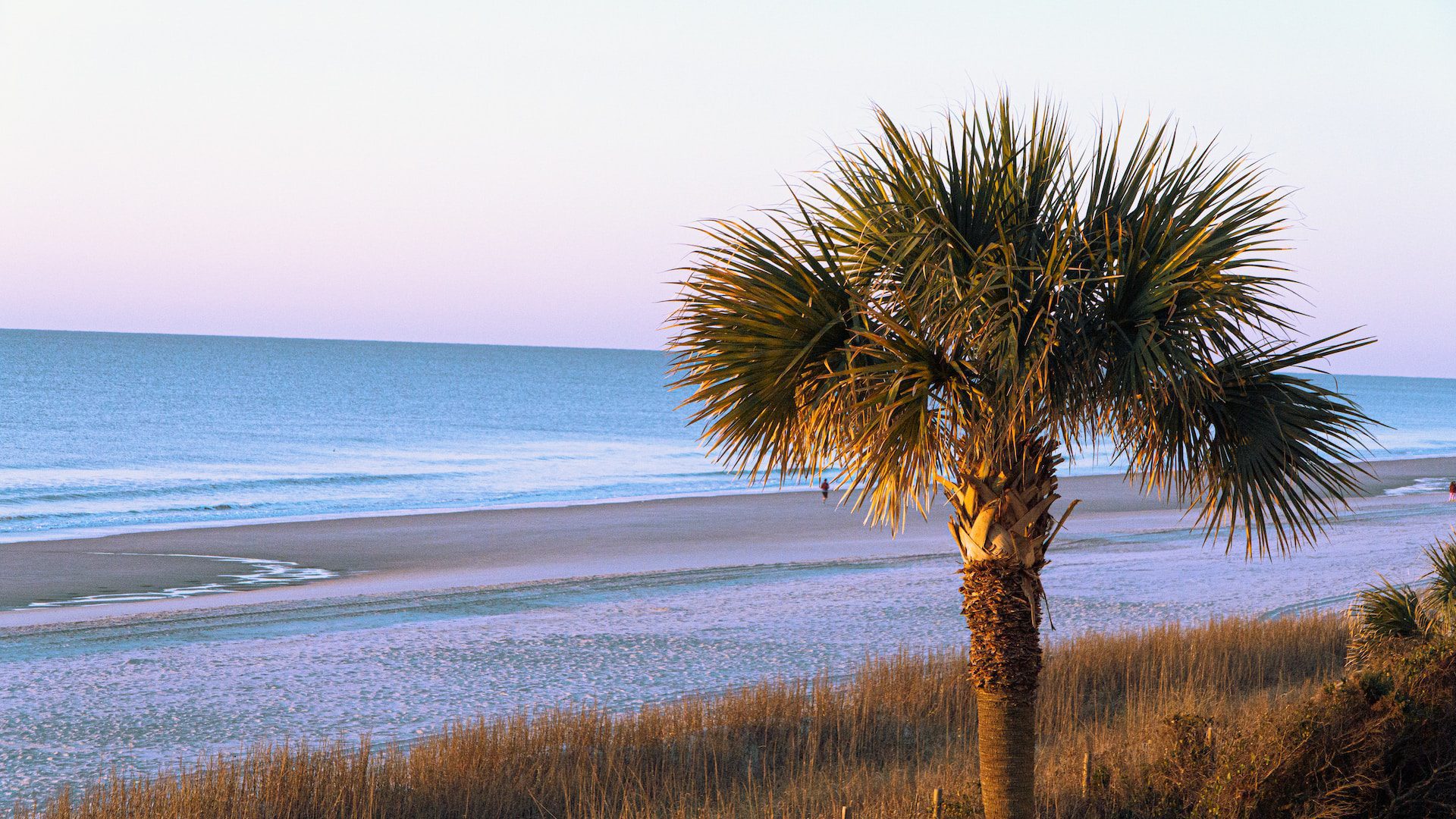 Green palm tree with sea near Columbia, South Carolina.