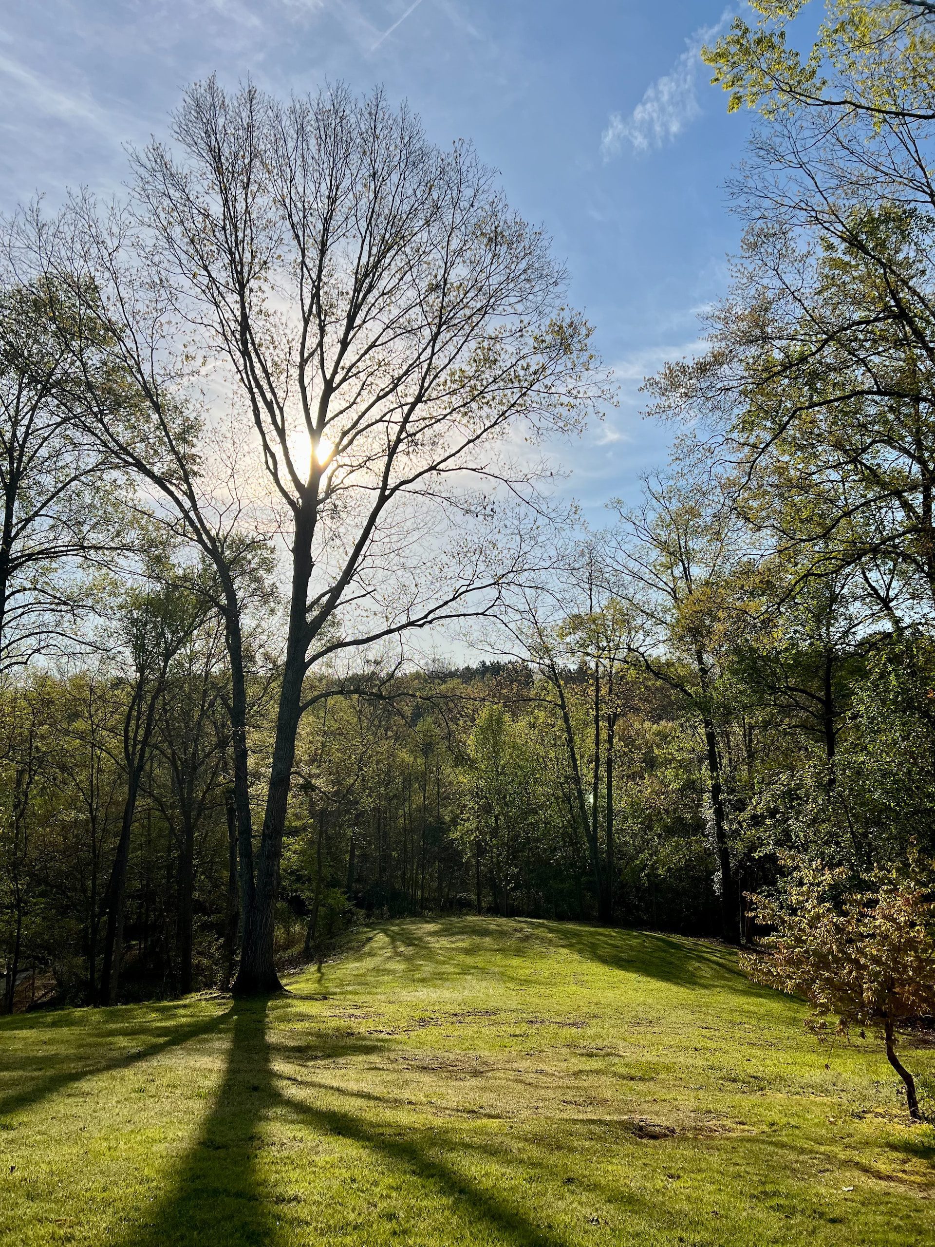 Trees and sunshine in Aiken, South Carolina.