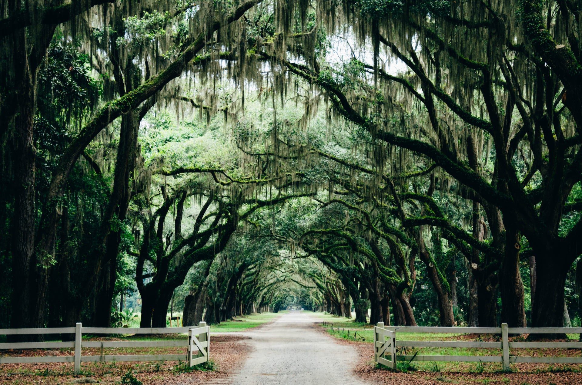 Green archway in a park in Savannah, Georgia.