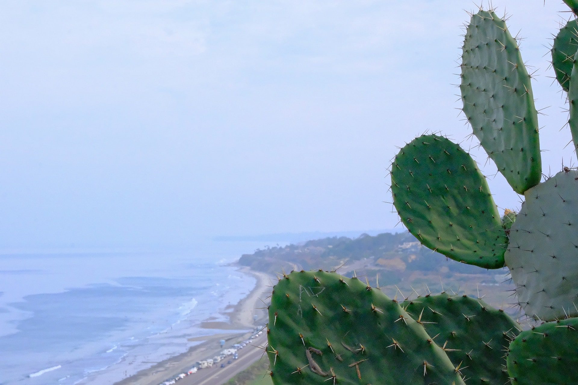Cactus with beach near Sylmar, California.