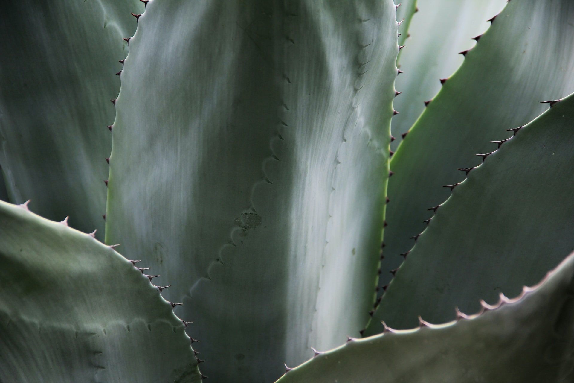 Green cactus leaf, close-up, near Chico, California.