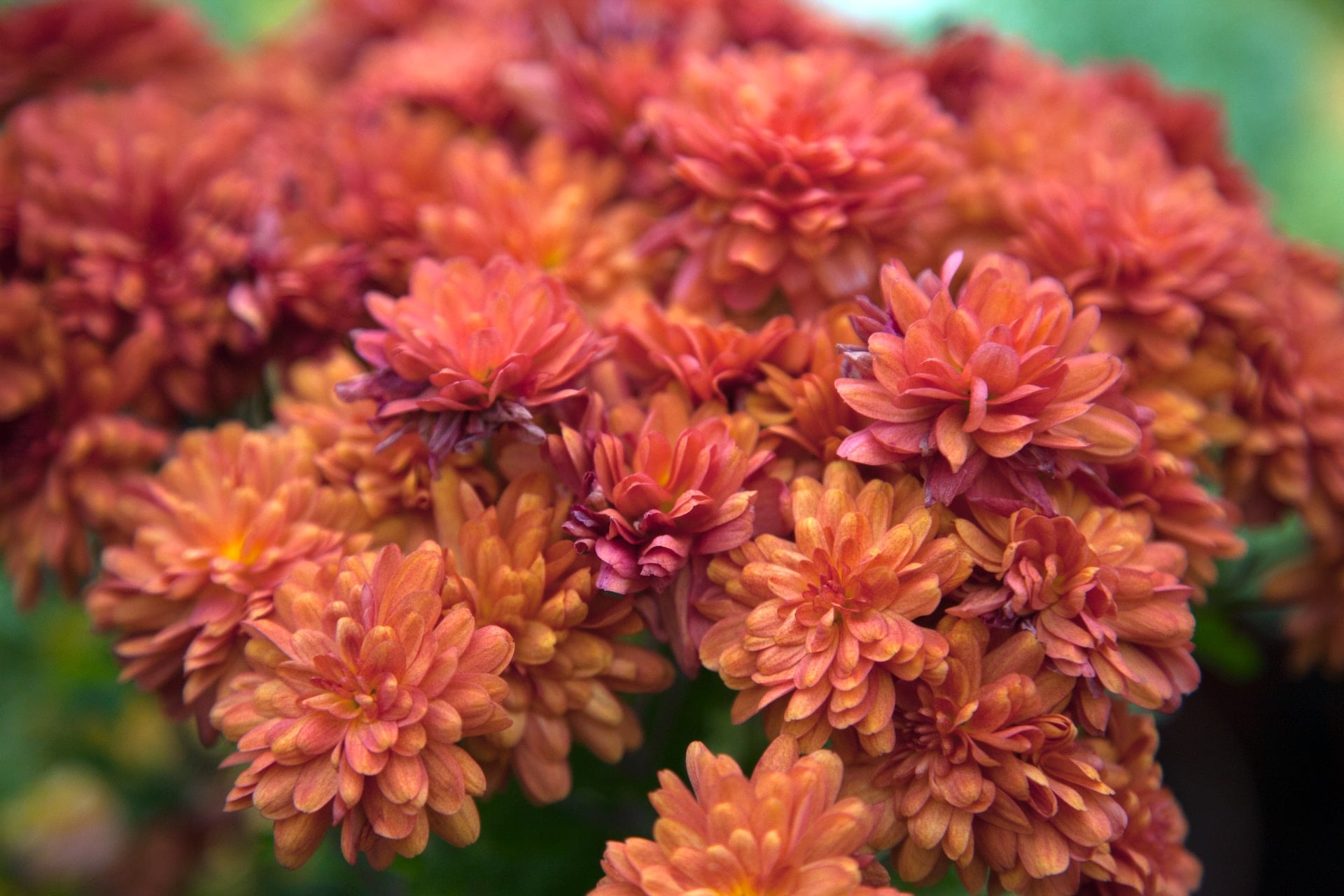 A close up of bright orange flowers in Cohoes, New York.