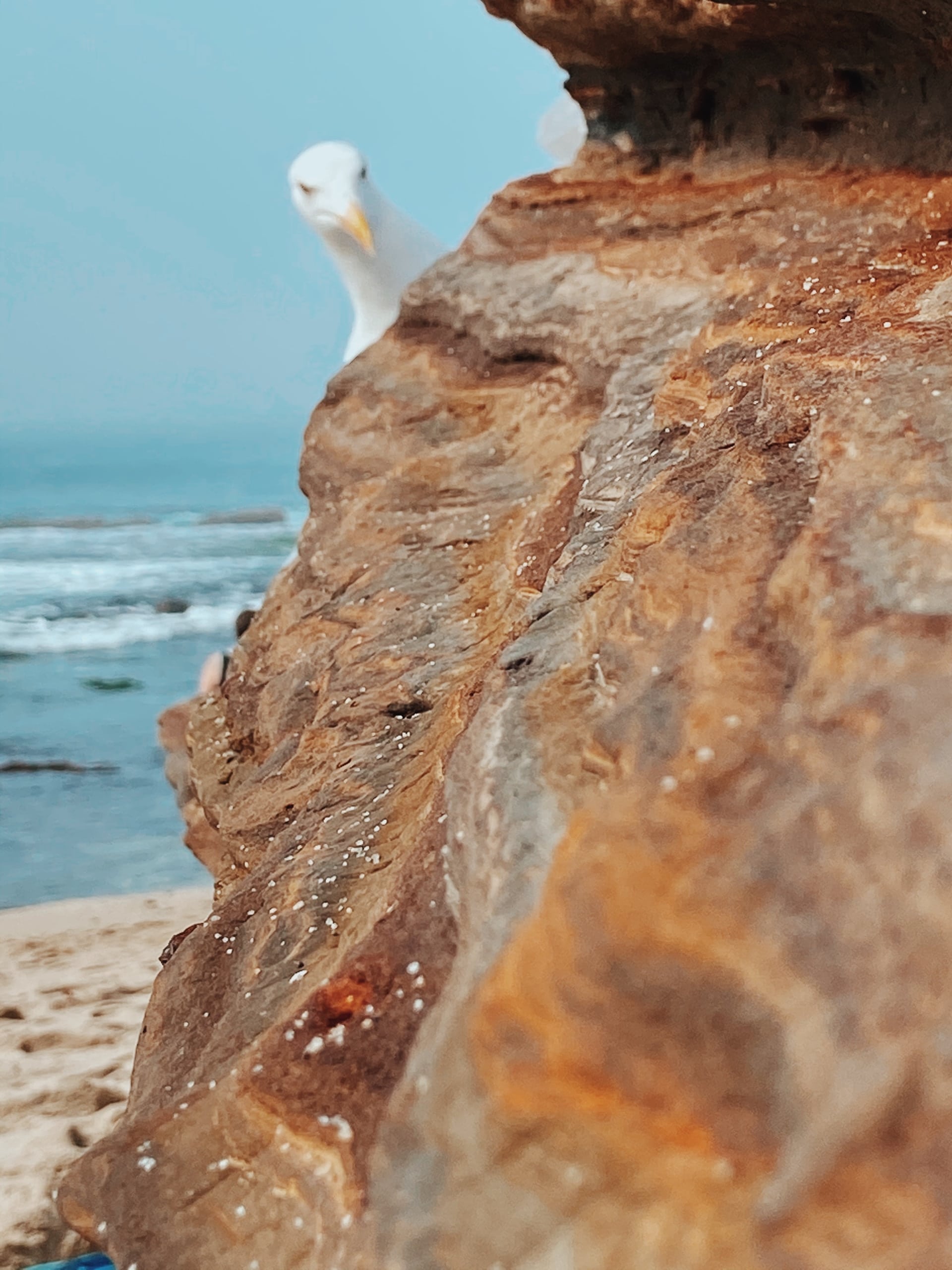 A rock with a seagull in Placentia, California.