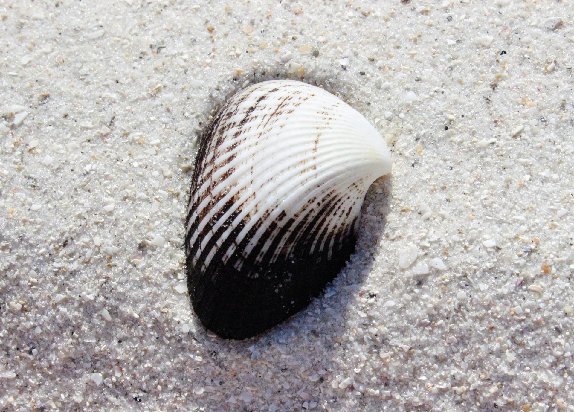 White and black seashell on white sand near Lutz, Florida.