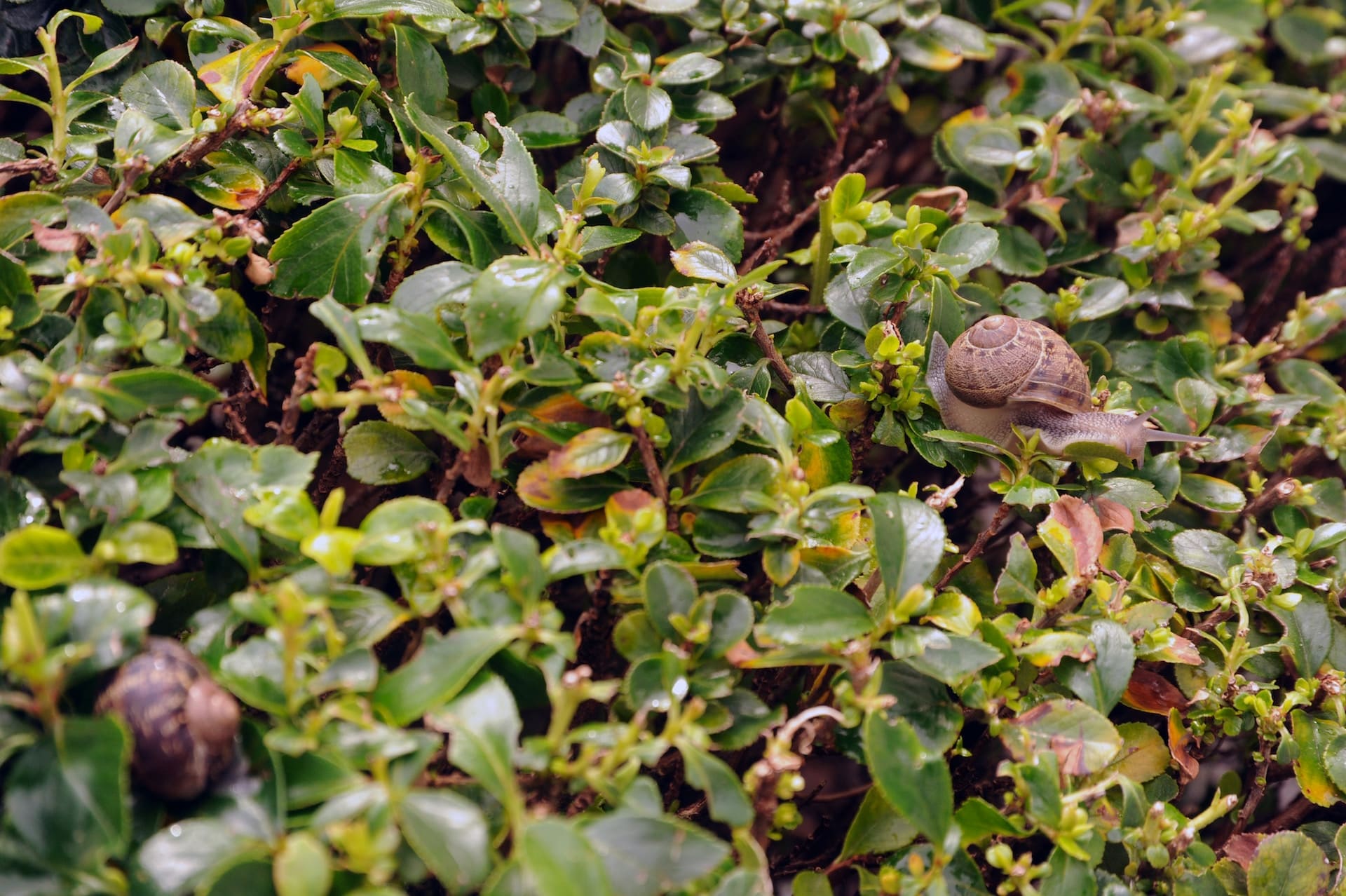 Snails on a bush in Sunnyvale, California.