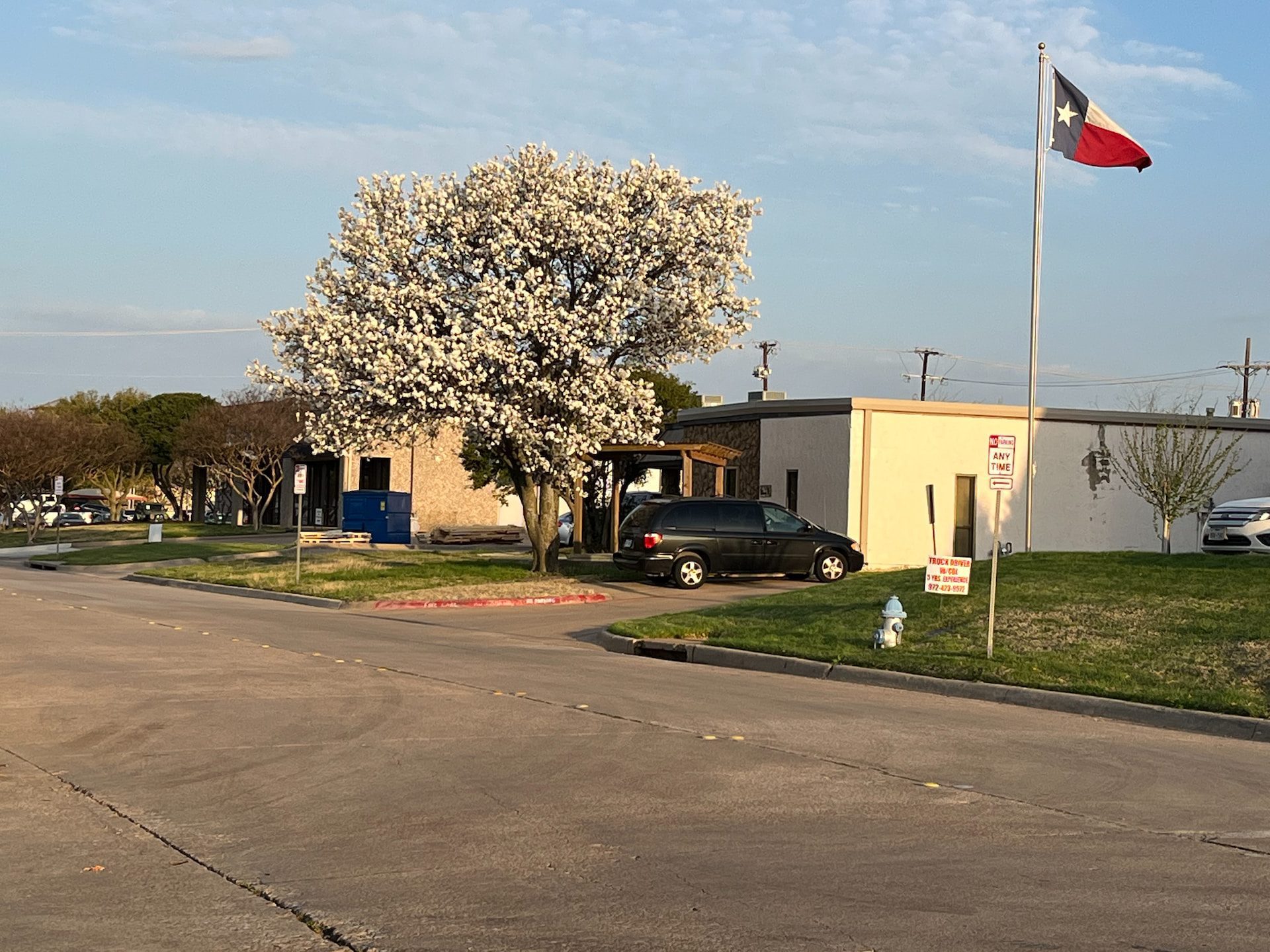 Spring tree on street in Plano, Texas.