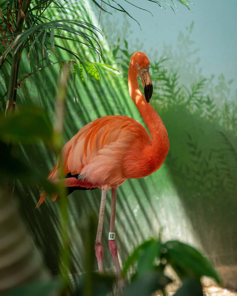 Flamingo at Texas State Aquarium in Corpus Christi, Texas.