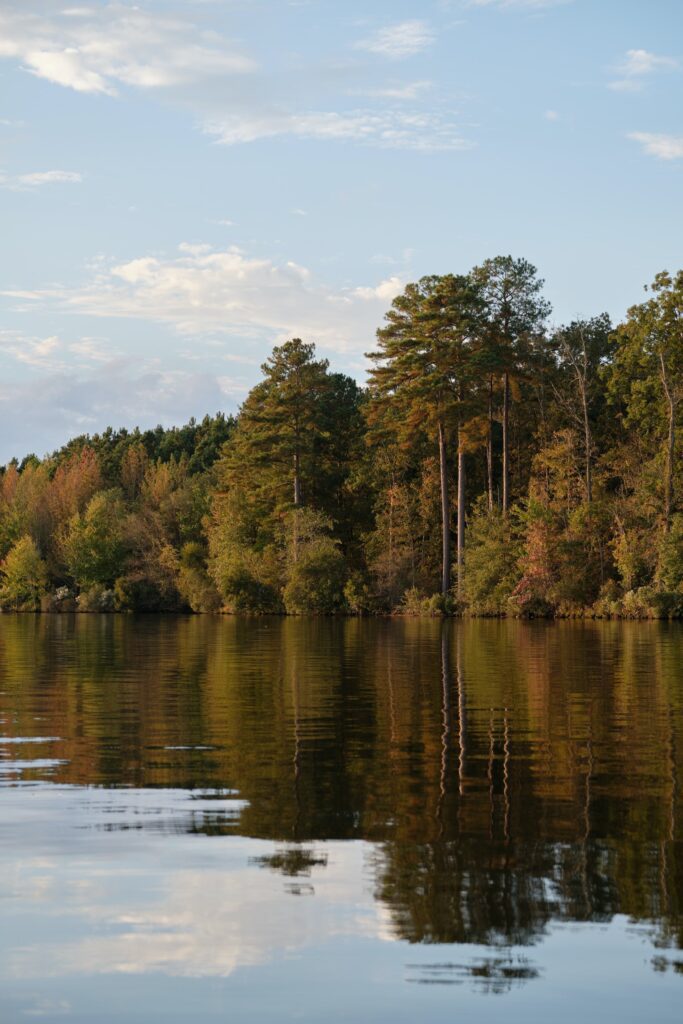 Forest on the edge of water near Winston-Salem, North Carolina.