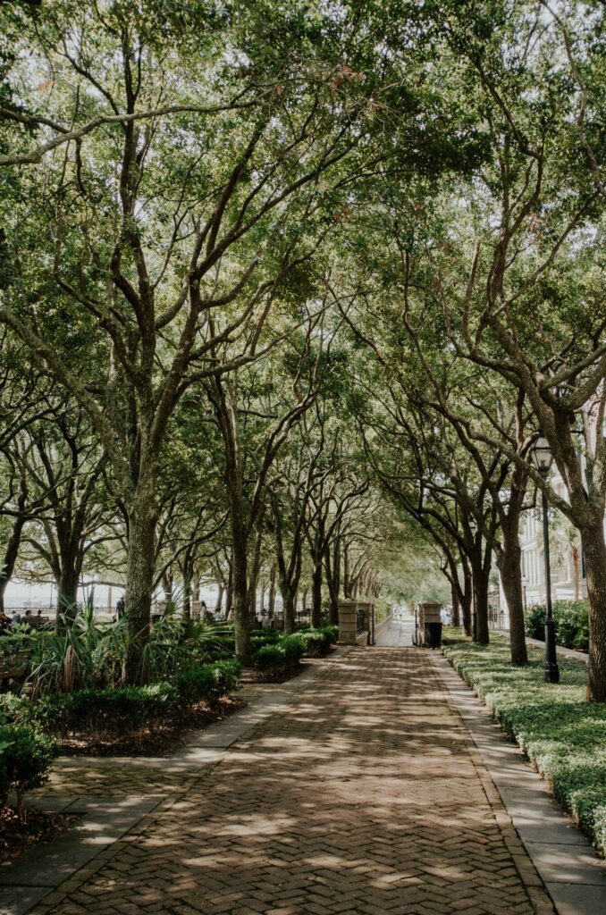 Concrete pathway through trees near North Charleston, South Carolina.