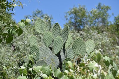 Prickly pear cactus in Fallbrook, California