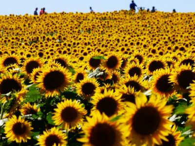 People standing near a sunflower field in Lawrence, Kansas.