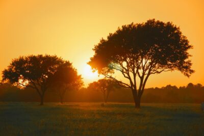 Trees and grasses in a field near Laredo, Texas at sunset.