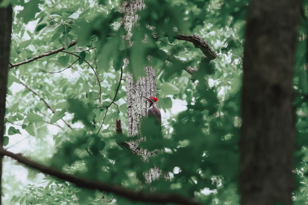 Bird on a tree in Chesapeake, Virginia.