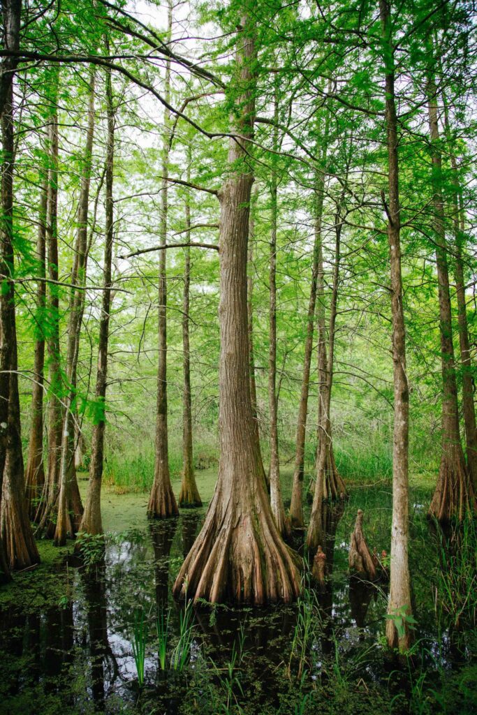 Cypress trees in Lafayette, Louisiana.