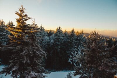 Green pine trees on a snow covered mountain near Parkersburg, West Virginia.