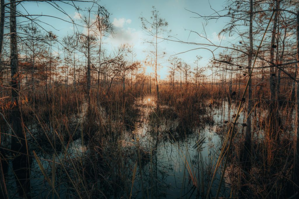 swamp in Everglades City, Florida